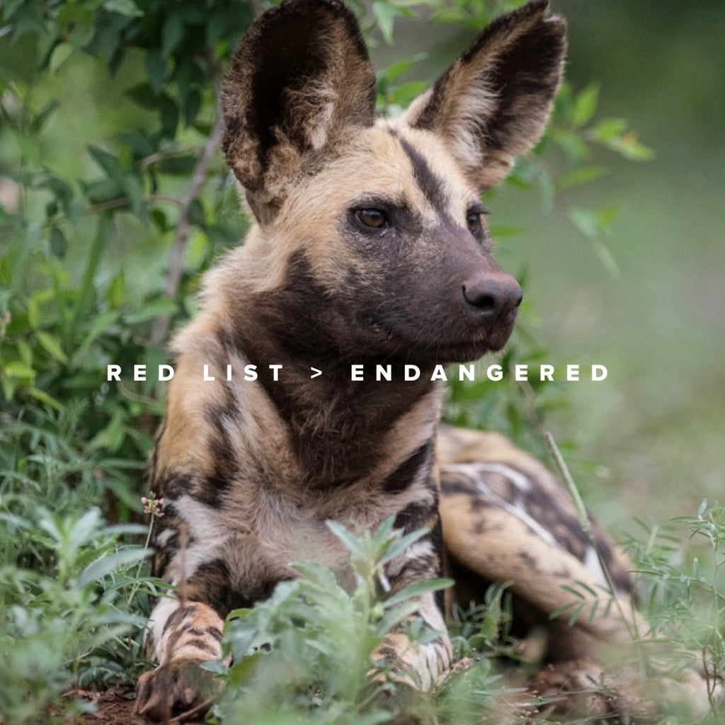 RED LIST > ENDANGERED